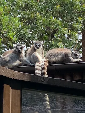 神戸どうぶつ王国に投稿された画像（2022/5/1）