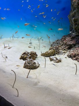 アクアワールド茨城県大洗水族館に投稿された画像（2022/5/1）