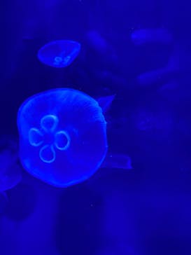 サンシャイン水族館に投稿された画像（2022/5/1）