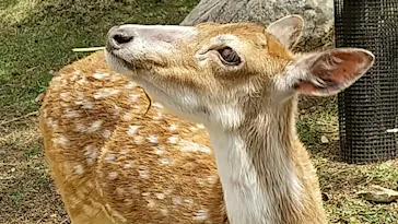 神戸どうぶつ王国に投稿された画像（2022/5/1）