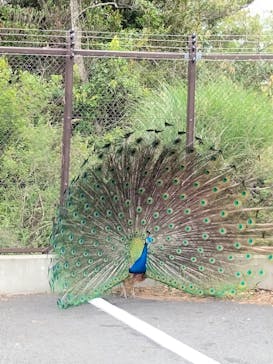 伊豆シャボテン動物公園に投稿された画像（2022/5/1）