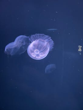 サンシャイン水族館に投稿された画像（2022/5/1）