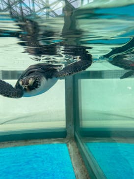 名古屋港水族館に投稿された画像（2022/5/1）