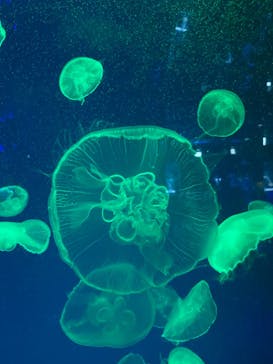 名古屋港水族館に投稿された画像（2022/5/1）