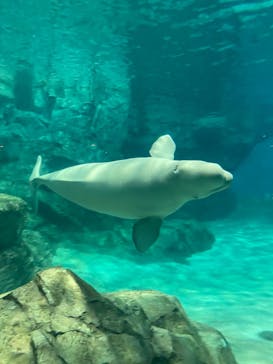 名古屋港水族館に投稿された画像（2022/5/1）