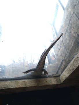 沖縄こどもの国に投稿された画像（2022/5/1）