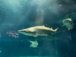 アクアワールド茨城県大洗水族館に投稿された画像（2022/5/1）