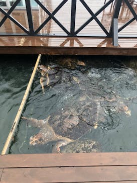 串本海中公園水族館に投稿された画像（2022/5/1）