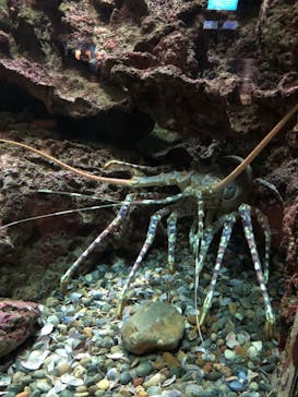 串本海中公園水族館に投稿された画像（2022/5/1）