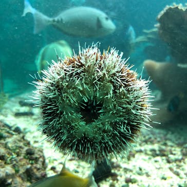 串本海中公園水族館に投稿された画像（2022/5/1）