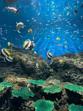 アクアワールド茨城県大洗水族館に投稿された画像（2022/5/1）