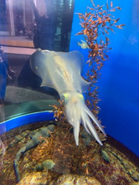 アクアワールド茨城県大洗水族館に投稿された画像（2022/5/1）