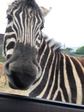 東北サファリパークに投稿された画像（2022/5/1）