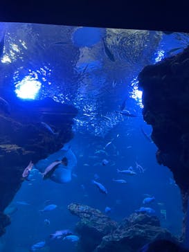 京都水族館に投稿された画像（2022/5/1）