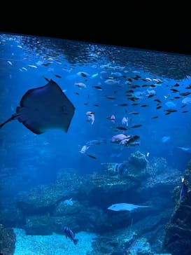 京都水族館に投稿された画像（2022/5/1）