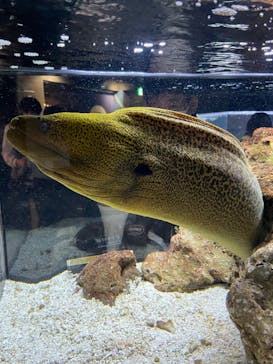京都水族館に投稿された画像（2022/5/1）