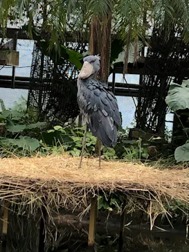 神戸どうぶつ王国に投稿された画像（2022/5/1）