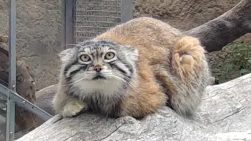 神戸どうぶつ王国に投稿された画像（2022/5/1）