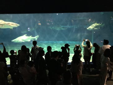 アクアワールド茨城県大洗水族館に投稿された画像（2022/5/1）