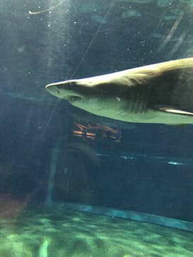 アクアワールド茨城県大洗水族館に投稿された画像（2022/5/1）