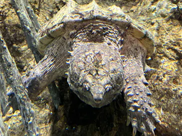 天王寺動物園に投稿された画像（2022/5/1）