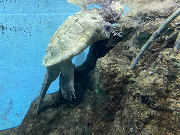 天王寺動物園に投稿された画像（2022/5/1）