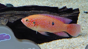 カワスイ 川崎⽔族館に投稿された画像（2022/5/1）