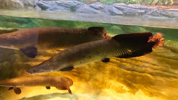 カワスイ 川崎⽔族館に投稿された画像（2022/5/1）