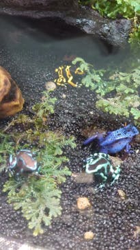 カワスイ 川崎⽔族館に投稿された画像（2022/5/1）