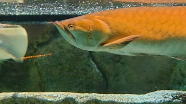 カワスイ 川崎⽔族館に投稿された画像（2022/5/1）