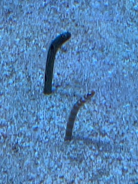 サンシャイン水族館に投稿された画像（2022/5/1）