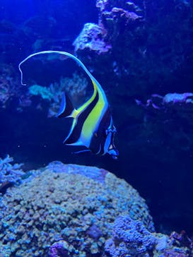 サンシャイン水族館に投稿された画像（2022/5/1）