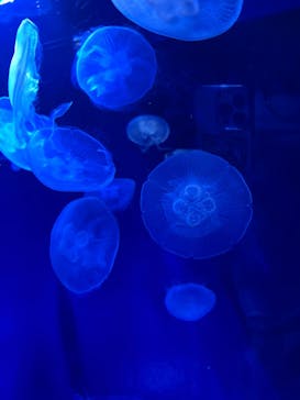 サンシャイン水族館に投稿された画像（2022/5/1）