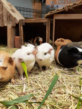 神戸どうぶつ王国に投稿された画像（2022/5/1）