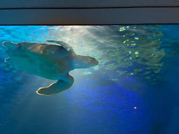 島根県立 しまね海洋館に投稿された画像（2022/5/1）