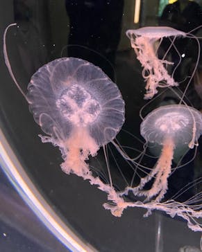 島根県立 しまね海洋館に投稿された画像（2022/5/1）