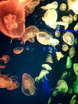 名古屋港水族館に投稿された画像（2022/5/1）