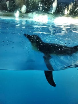 名古屋港水族館に投稿された画像（2022/5/1）