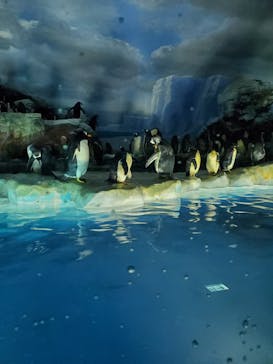 名古屋港水族館に投稿された画像（2022/5/1）