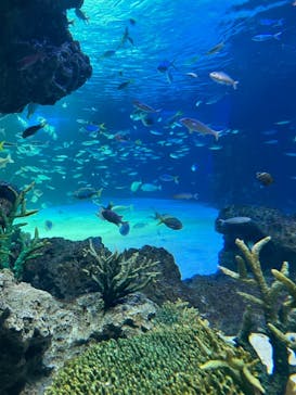サンシャイン水族館に投稿された画像（2022/5/1）