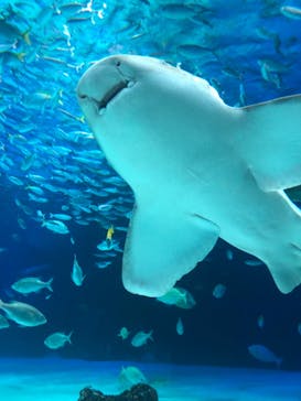 サンシャイン水族館に投稿された画像（2022/5/1）