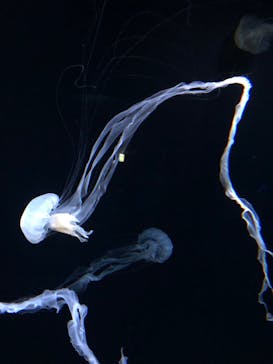 サンシャイン水族館に投稿された画像（2022/5/1）