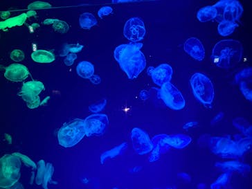 名古屋港水族館に投稿された画像（2022/5/1）