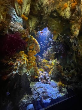 サンシャイン水族館に投稿された画像（2022/5/1）