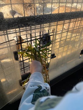 群馬サファリパークに投稿された画像（2022/5/2）