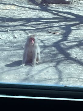 群馬サファリパークに投稿された画像（2022/5/2）