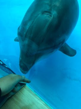 アクアワールド茨城県大洗水族館に投稿された画像（2022/5/2）