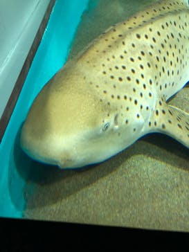 アクアワールド茨城県大洗水族館に投稿された画像（2022/5/2）