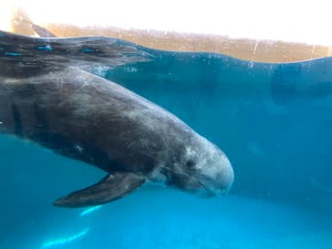 新江ノ島水族館に投稿された画像（2022/5/2）