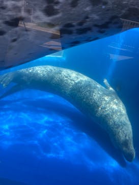 島根県立 しまね海洋館に投稿された画像（2022/5/2）